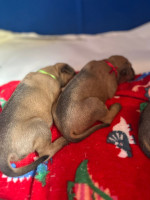 /album/fotos-filhotes2/elkexsansao-jpeg/