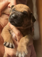 /album/fotos-filhotes2/elkexsansao2-jpeg/